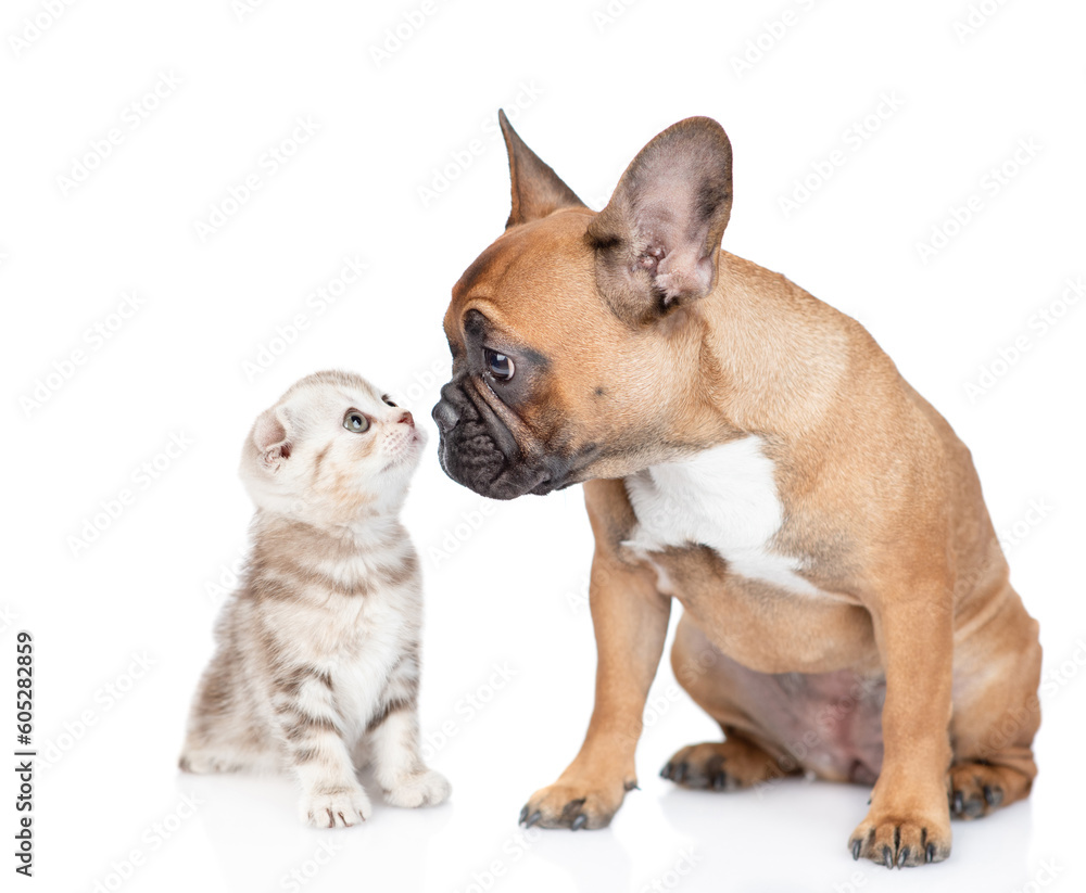 Young French Bulldog puppy and tiny tabby kitten look at each other. isolated on white background