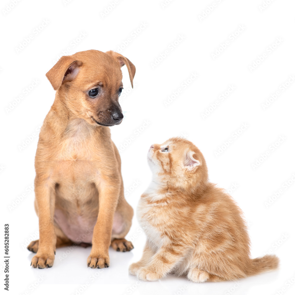 Toy terrier puppy and tiny ginger kitten look at each other. isolated on white background