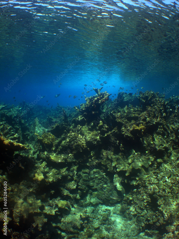 Naklejka premium a beautiful coral reef in the crystal clear waters of the caribbean sea