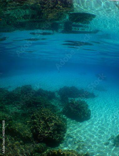 a beautiful coral reef in the crystal clear waters of the caribbean sea