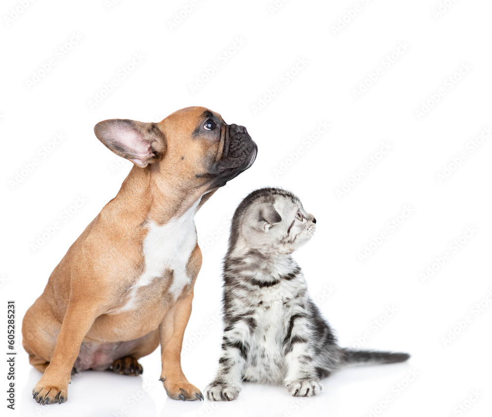 Young French Bulldog puppy and tabby kitten sit together in profile and look away and up on empty space. isolated on white background