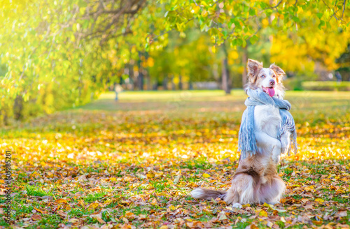 Adult Border Collie dog wearing warm scarf standing on hind legs at sunny autumn park. Empty space for text photo