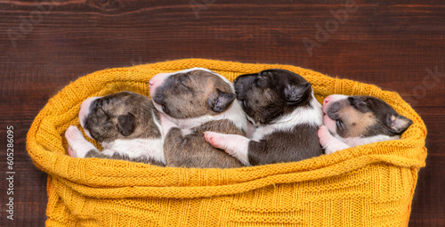 Four tiny newborn Biewer Yorkie  puppies sleep together under a warm plaid. Top down view © Ermolaev Alexandr