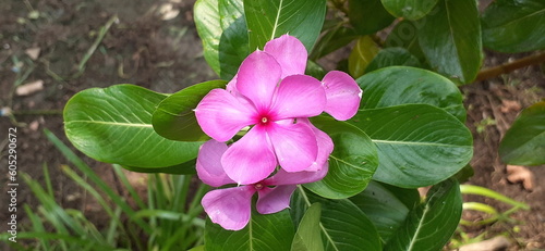 Pink Madagascar Periwinkle Flowers on Green Leaves Background photo