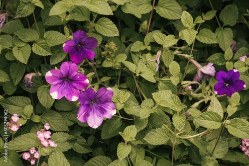 Clsoeup of puprle petunia flowers blooming among bushes at a garden