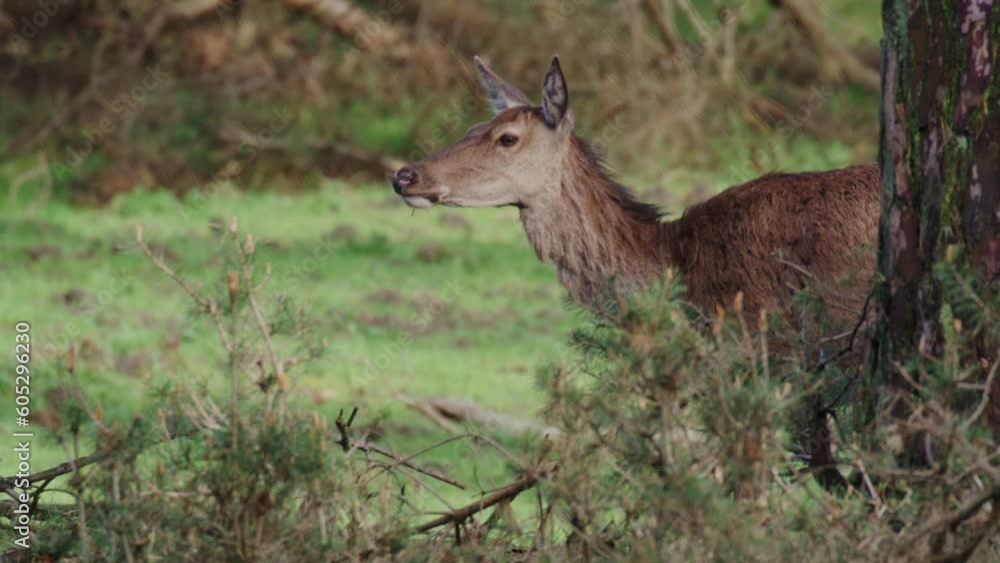 Close-up of Red Deer Doe (Cervus elaphus) Grazes Grass Standing By Pine Tree in Veluwe National Reserve, Netherlands Close-up of Red Deer Doe (Cervus elaphus) Grazes Grass Standing By Pine Tree in Veluwe National Reserve, Netherlands