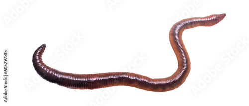 Lumbricus terrestris on a transparent isolated background. png photo