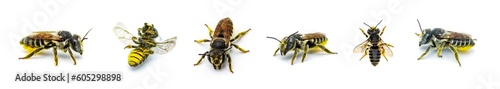Fotografiet Flat tailed Leaf cutter Bee - Megachile mendica - also called leafcutter, mason, orchard or cuckoo bee