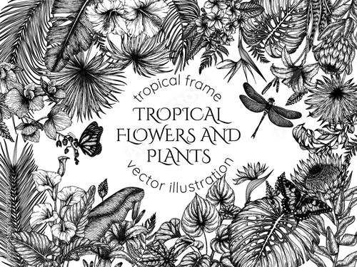 Tropical garden vector frame in engraving style. Anthurium, aralia, protea, palm and banana leaves, orchid, liviston, sabal, plumeria, zantedeschia, strelitzia, hibiscus, butterflies, dragonfly