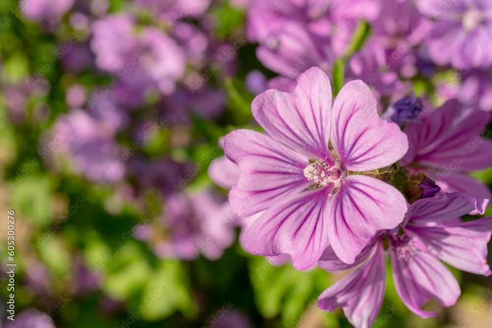 Closeup of violet common mallow flowers on a sunny day Closeup of violet common mallow flowers on a sunny day
