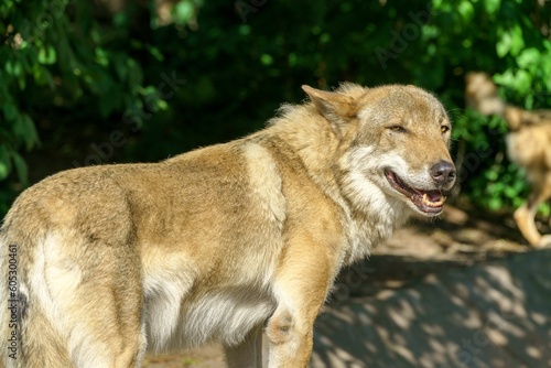Predatory Czechoslovakian Wolfdog captured under sunlight with its tongue out