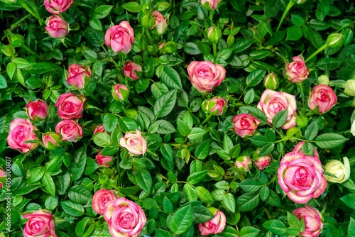 Natural background of beautiful pink roses © Alexey Popov/Wirestock Creators