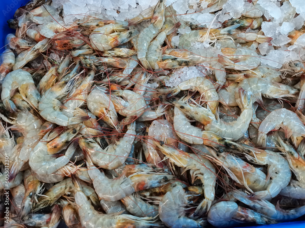 Shrimp that has just been harvested and selected for sale in the market, Shrimp farming related to the maintenance of shrimp from the time the eggs hatch until they are ready to be harvested for human Shrimp that has just been harvested and selected for sale in the market, Shrimp farming related to the maintenance of shrimp from the time the eggs hatch until they are ready to be harvested for human