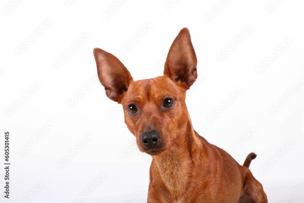 Closeup of a brown Miniature Pinscher with a surprised facial expression against a white background Closeup of a brown Miniature Pinscher with a surprised facial expression against a white background