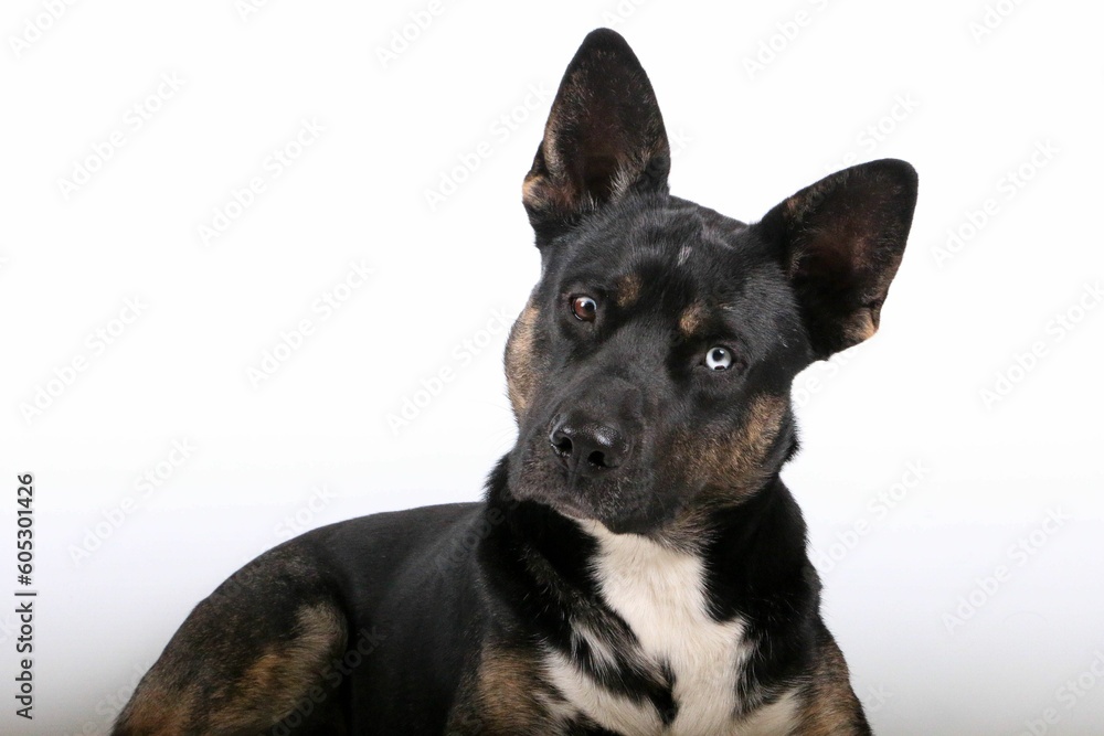Black dog looks surprised at the camera with its ears sticking out Black dog looks surprised at the camera with its ears sticking out