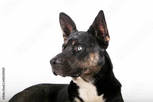 Closeup view of black dog looks surprised sideways with its ears sticking out