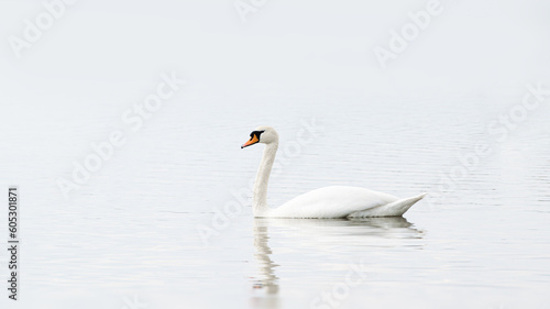 A lone white swan swims on the water surface of the lake in cloudy weather.