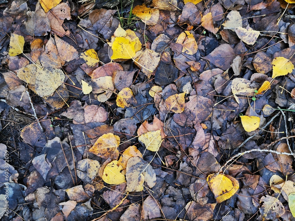 Top view of dirty yellow fallen leaves and dry twigs on the muddy ground Top view of dirty yellow fallen leaves and dry twigs on the muddy ground