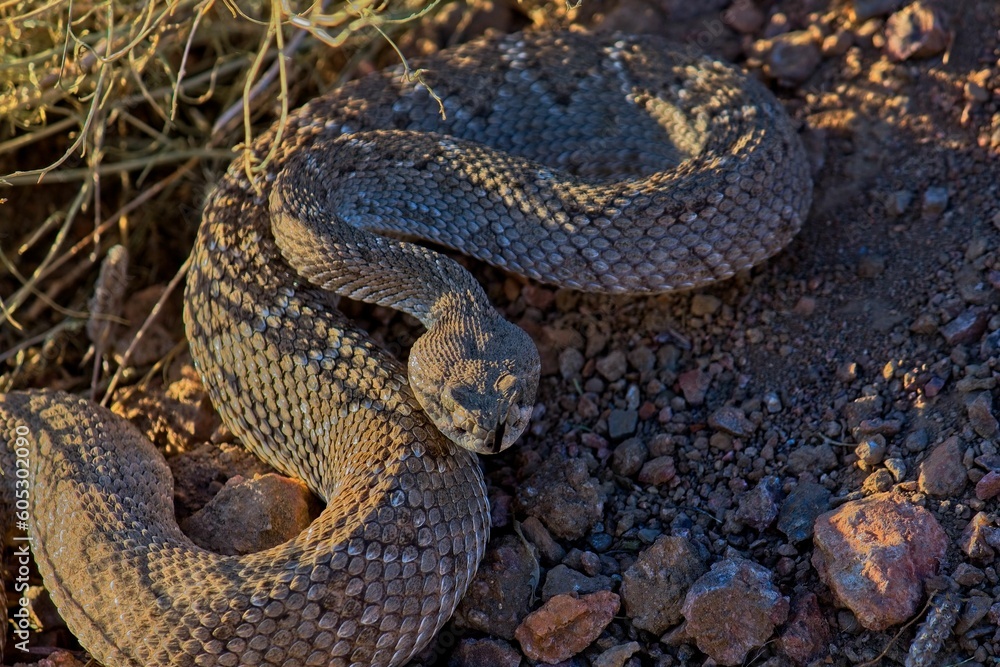 Beautiful closeup of a western diamondback rattlesnake on a ground Beautiful closeup of a western diamondback rattlesnake on a ground