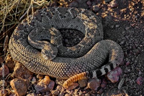 Beautiful closeup of a western diamondback rattlesnake on a ground photo