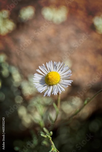 White wildflower blooming in a field, blurred background © Jeff Colburn/Wirestock Creators