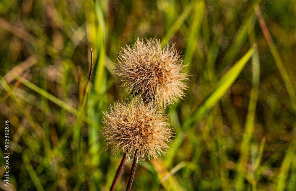 Closeup shot of a dry dandelion on a blurred background of a field Closeup shot of a dry dandelion on a blurred background of a field