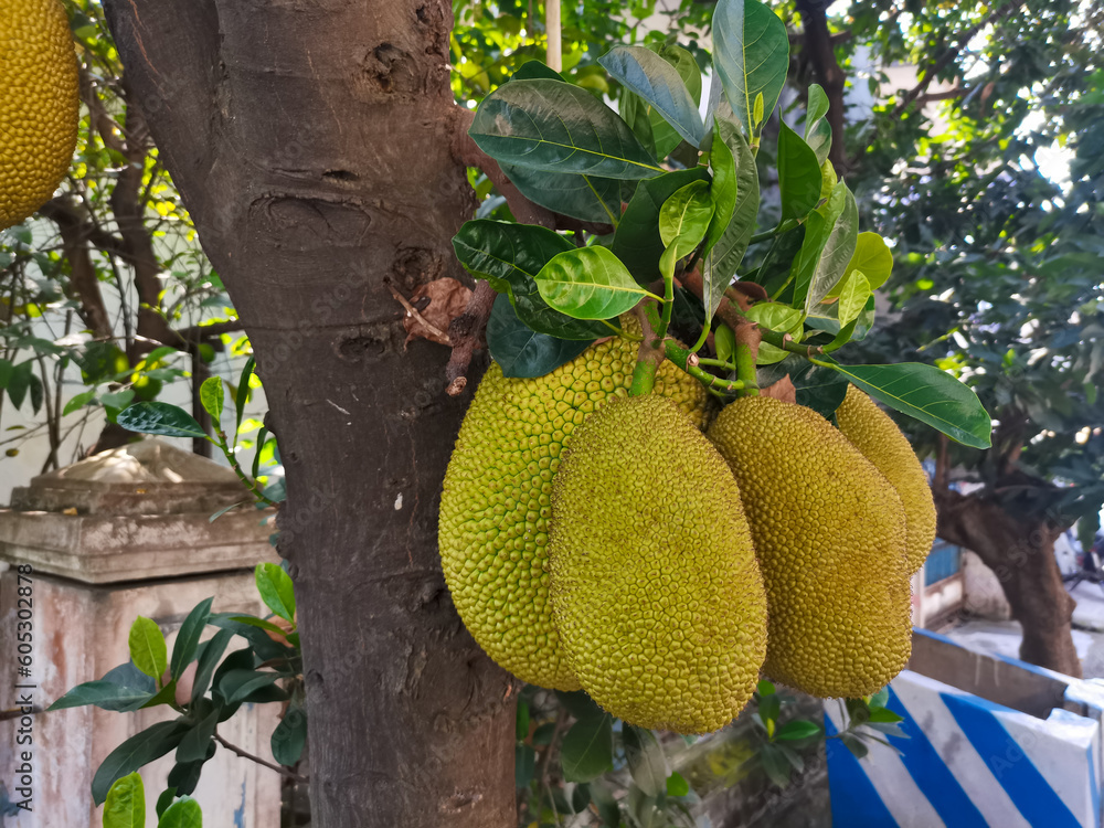 Jackfruit fruit still attached to the tree, in a jackfruit plantation