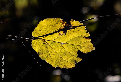 Closeup shot of an autumn yellow leaf on a blurred background