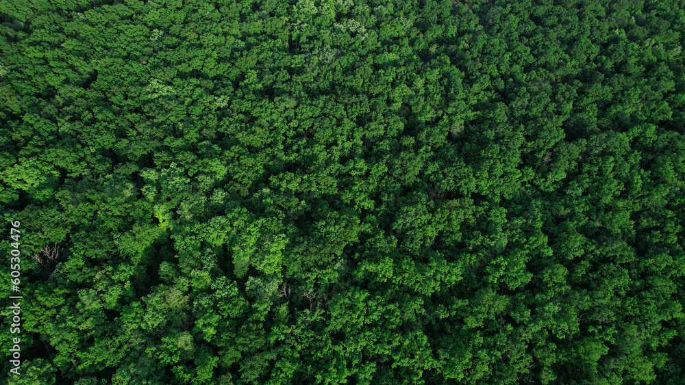 Green forest in summer with a view from above.Spring birch groves with beautiful texture. Green forest in summer with a view from above.Spring birch groves with beautiful texture.