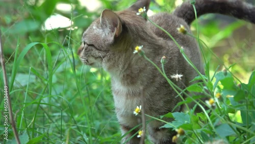 Close-up cat walking in the garden