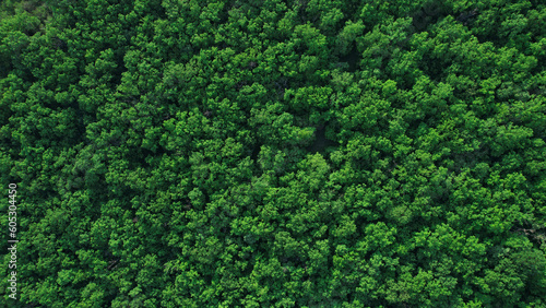 Green forest in summer with a view from above.Spring birch groves with beautiful texture. © Miha Creative