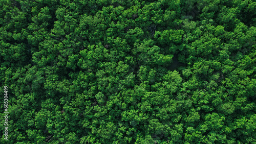Green forest in summer with a view from above.Spring birch groves with beautiful texture. © Miha Creative