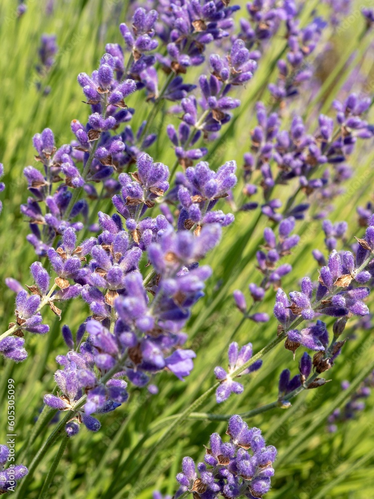 Obraz premium Vertical shot of lavender flowers