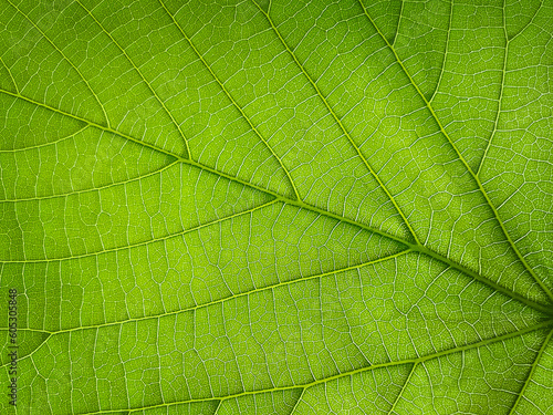 The texture of a part of a green leaf. Macro background. Natural pattern. Close-up. Spring background. Natural background. View from above. Copy space