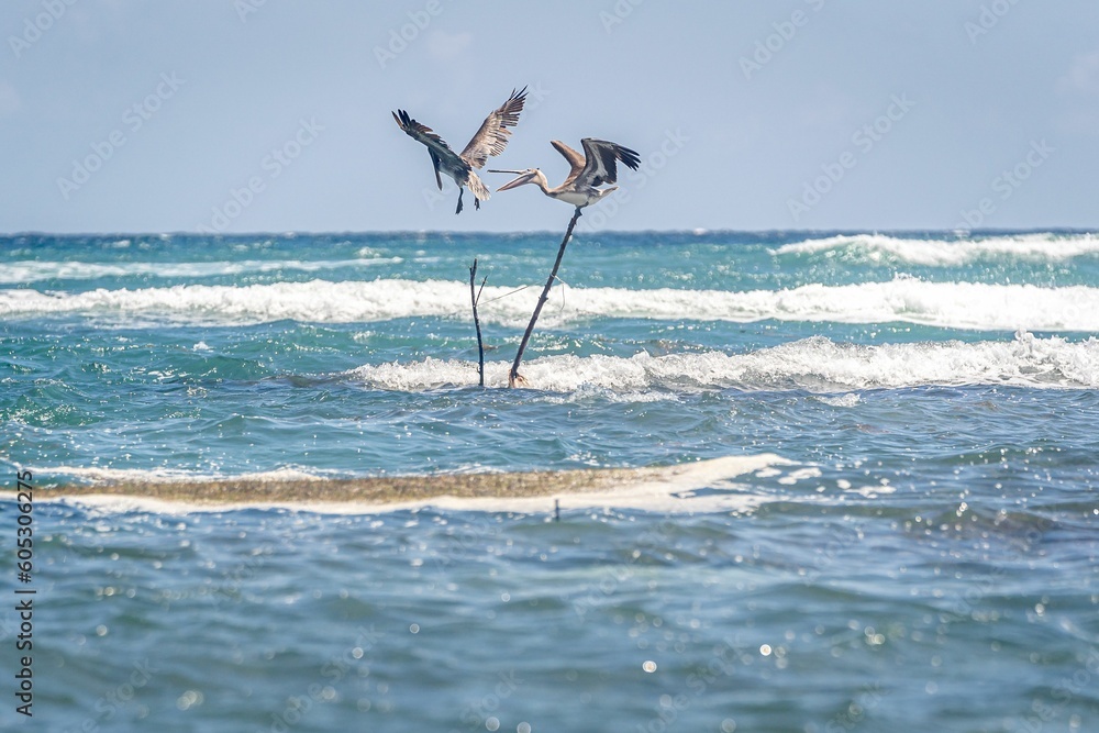 Closeup shot of a brown pelican flying in the air