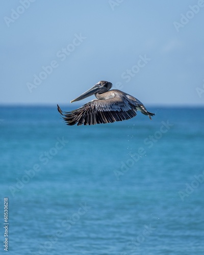 Vertical shot of a brown pelican flying in the air © Tobias Latte/Wirestock Creators