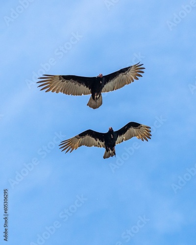 Vertical shot of brown pelicans flying in the air © Tobias Latte/Wirestock Creators