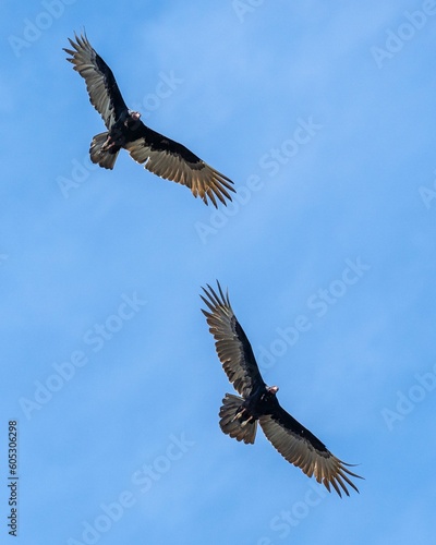 Vertical shot of brown pelicans flying in the air