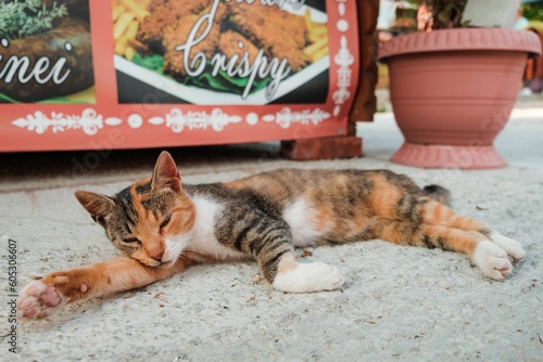 Fototapeta Naklejka Na Ścianę i Meble -  Beautiful orange and gray stray cat lying on the ground outdoors