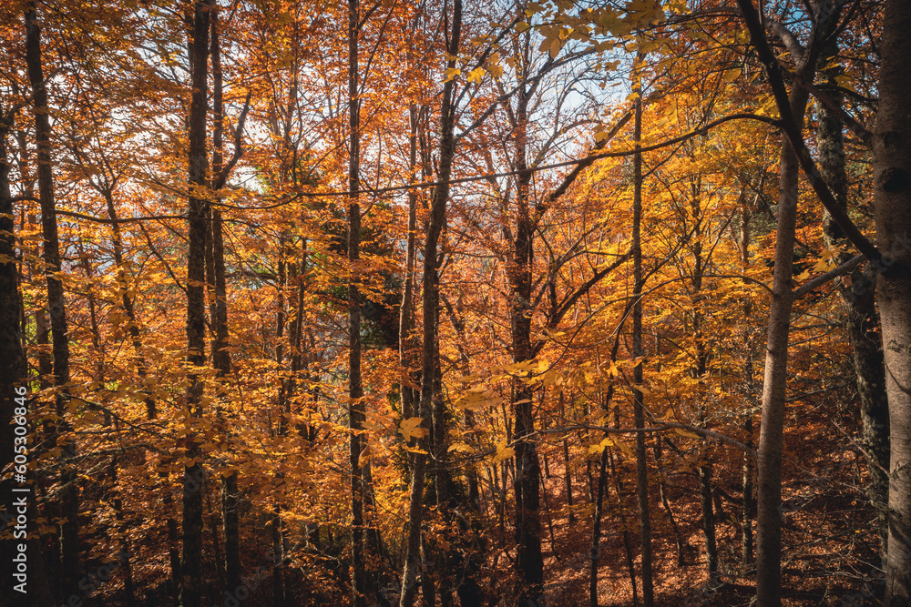 São Lourenço Beech Tree Forest, pathway leaves fall in ground landscape on autumnal background in November, Manteigas, Serra da Estrela, Portugal. São Lourenço Beech Tree Forest, pathway leaves fall in ground landscape on autumnal background in November, Manteigas, Serra da Estrela, Portugal.