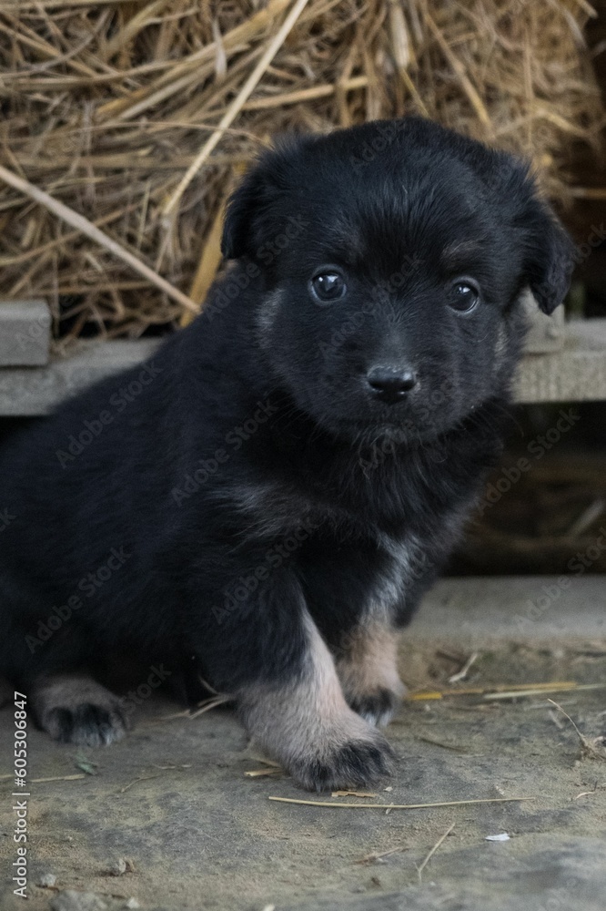 Cute black german 2024 shepherd