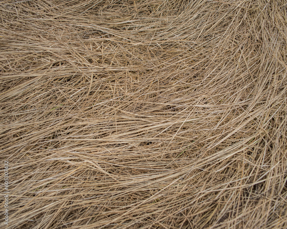 Fototapeta premium Surface and rhythm of dry grass.