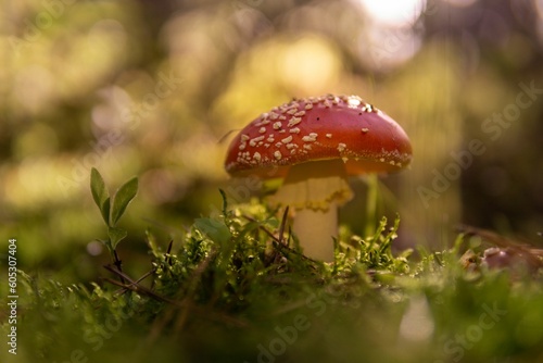 Closeup shot of the red mushroom in the wild with a blurred background