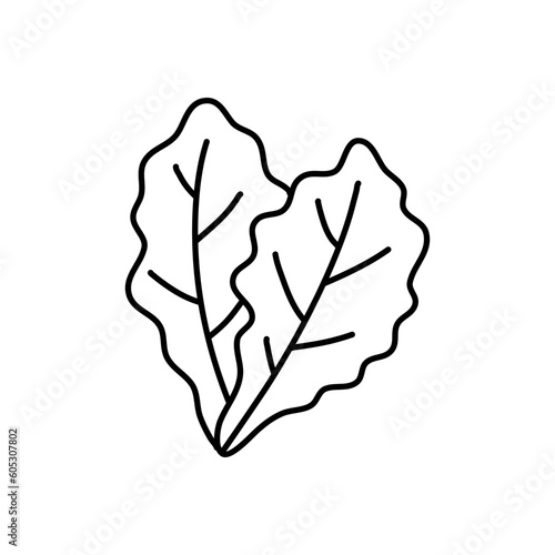 Hand drawn black line sketch of lettuce isolated on white background, Vector illustration