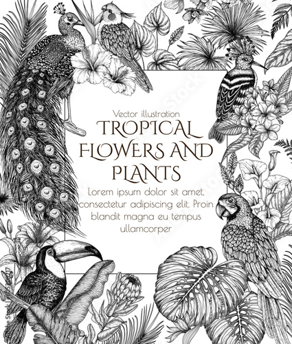 Vector frame with tropical garden with exotic birds. Macaw parrot, toucan, hoopoe, peacock and cockatiel parrot in engraving style