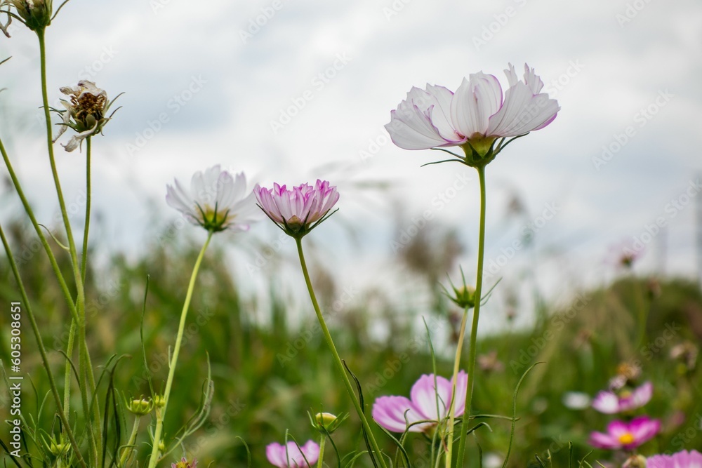 Close-up shot of delicate cosmos flowers blooming in a garden against the sky background Close-up shot of delicate cosmos flowers blooming in a garden against the sky background