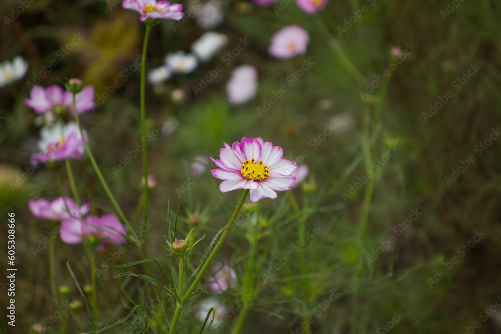 Close-up shot of delicate cosmos flowers blooming in a garden