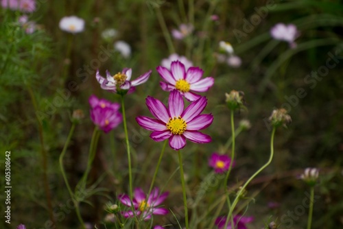 Close-up shot of delicate cosmos flowers blooming in a garden