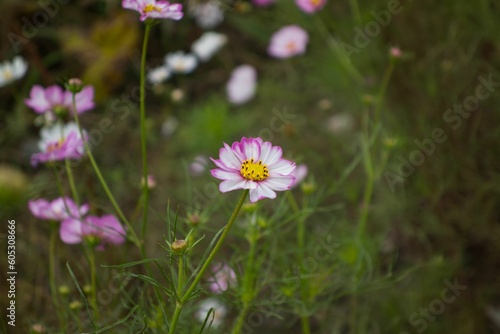 Close-up shot of delicate cosmos flowers blooming in a garden