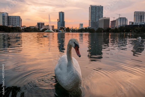 Closeup of a beautiful swan on Lake Eola with an urban skyline backdrop in Orlando Florida photo